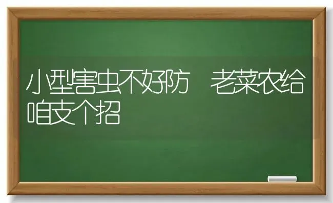 小型害虫不好防 老菜农给咱支个招 | 蔬菜种植
