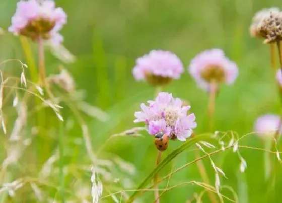 开花时间|海石竹一年开几次花