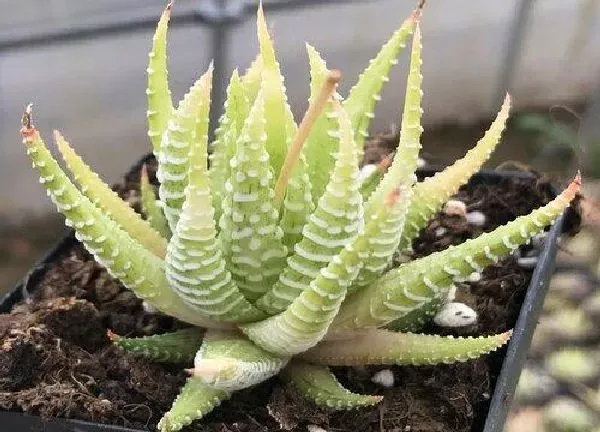 植物移栽|十二卷上盆时间与养护方法