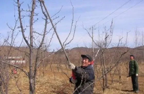 植物修剪|冬季李子如何修剪技巧，李子树冬天修剪方法及技术）