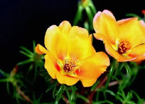 开花时间|午时花什么时候开花（中午开花）