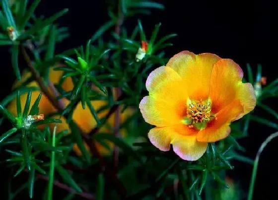 开花时间|午时花什么时候开花（中午开花）