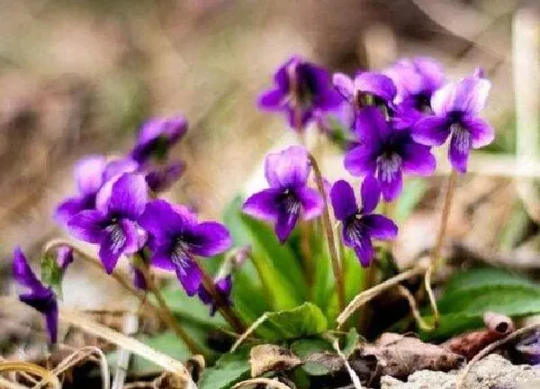 养殖科普|紫色花有哪些及花名 开紫色花的花卉品种名称及图片