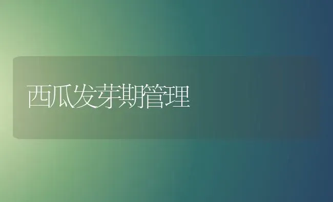 西瓜发芽期管理 | 瓜果种植