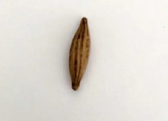 植物百科|富贵竹有种子吗