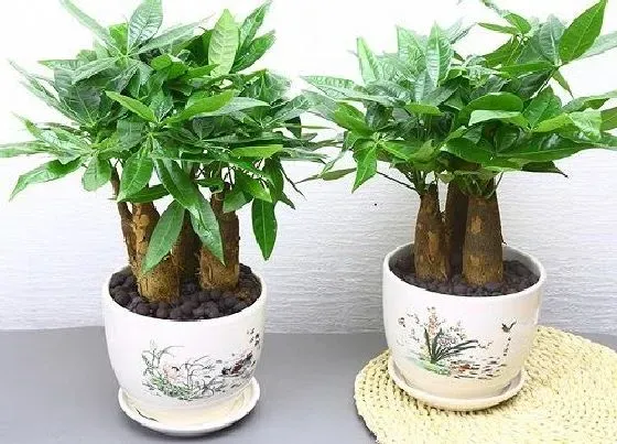 种植土壤|发财树花土配制方法