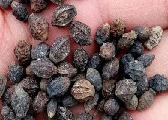 种植育种|粉豆花种子什么时候种植最好