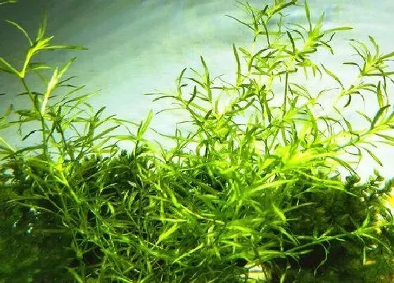 植物百科|有一种水草每天是前一天的2倍（1棵变2棵，7天爆缸）