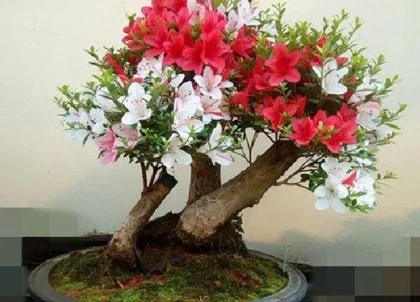 盆景|野生杜鹃花老桩养殖方法与养护事项