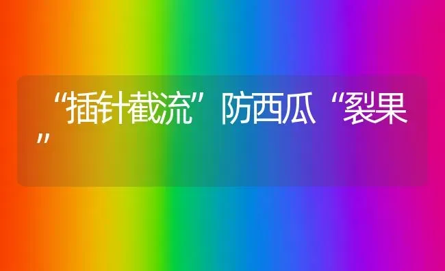 “插针截流”防西瓜“裂果” | 瓜果种植