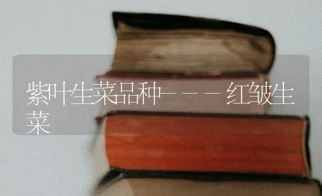 紫叶生菜品种---红皱生菜 | 蔬菜种植