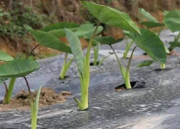 养殖科普|芋头喜阴还是喜阳