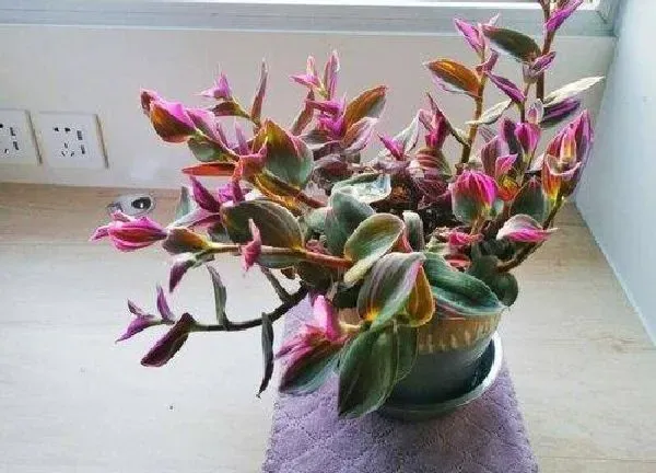植物浇水|油画吊兰多久浇一次水