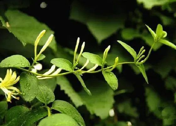 冬天植物|金银花耐寒多少度