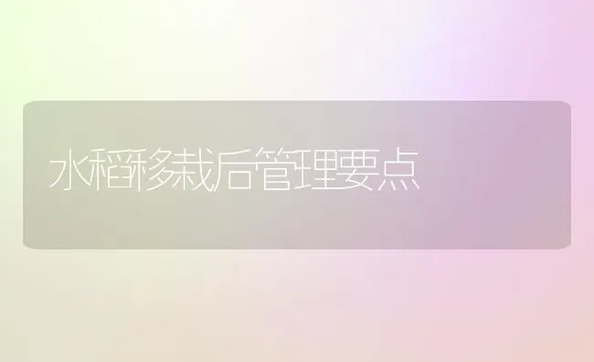 水稻移栽后管理要点 | 粮油作物种植