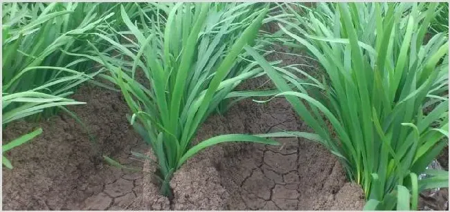 韭菜农药残留严重吗，多久可以自行分解 | 种植技术