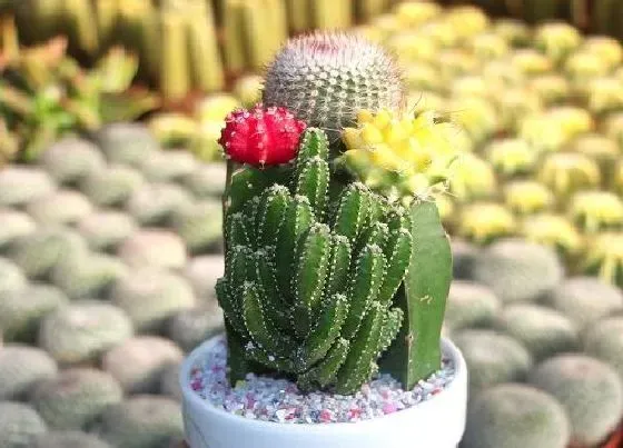 摆放常识|阳台放什么植物好 适合摆放阳台植物