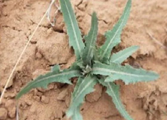 植物百科|紫花苦菜在农村叫什么