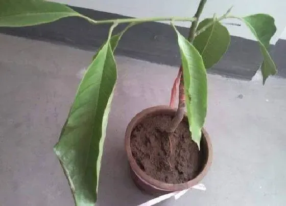 叶蔫|白兰花叶子发蔫原因及补救方法