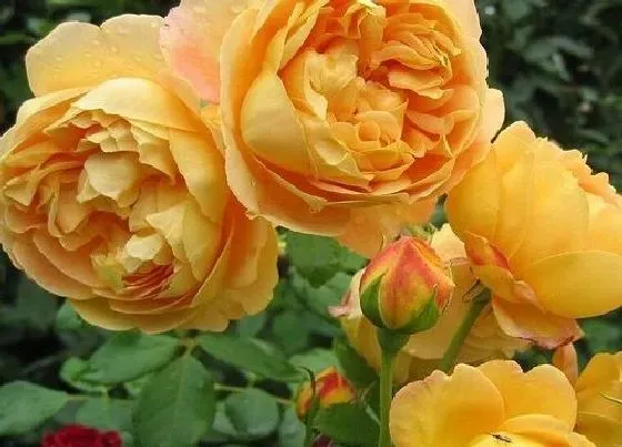 植物种类|月季黄金庆典是藤本还是灌木