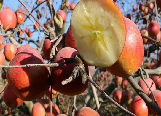 果实成熟|苹果是几月份的水果