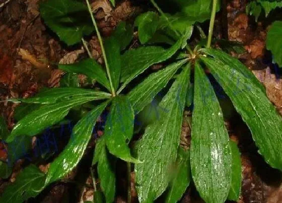 植物播种|独角莲种子怎么种植