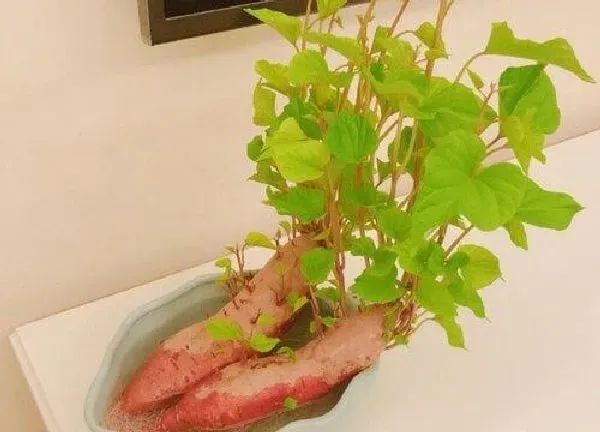 养殖方法|水培红薯怎么养护