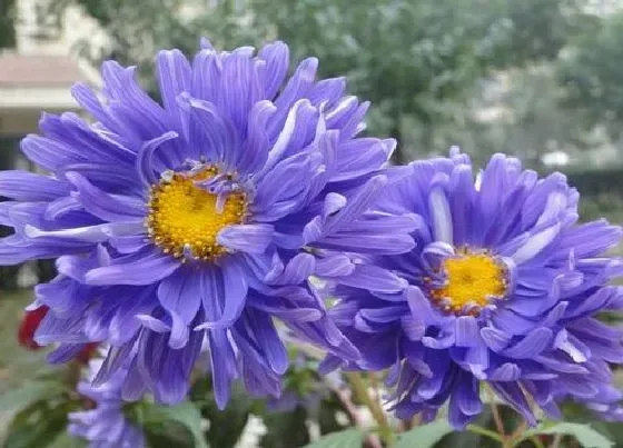 植物百科|百日菊冬天开花吗