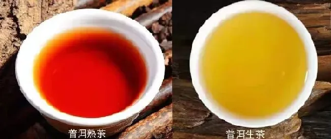 植物泡水|普洱茶属于什么类型的茶叶（普洱茶类型特点及产区分布）