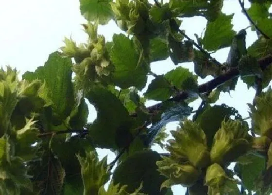 种植管理|榛子树几年结果实