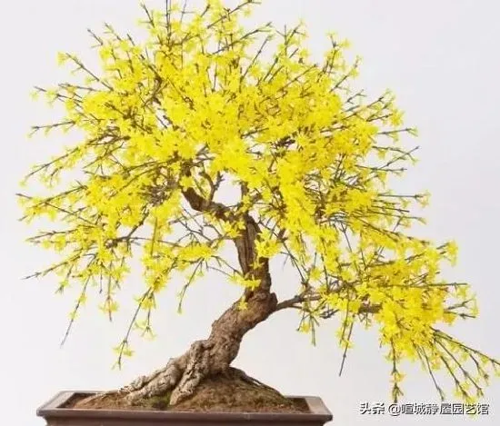 植物施肥|磷酸二氢钾浇兰花怎样兑水，磷酸二氢钾浇花起什么作用）