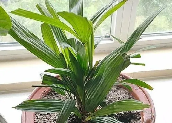 植物百科|贝叶是什么植物