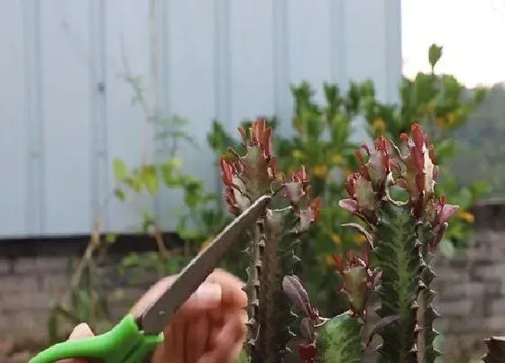 植物修剪|龙骨怎么修剪，修剪时间与方法）