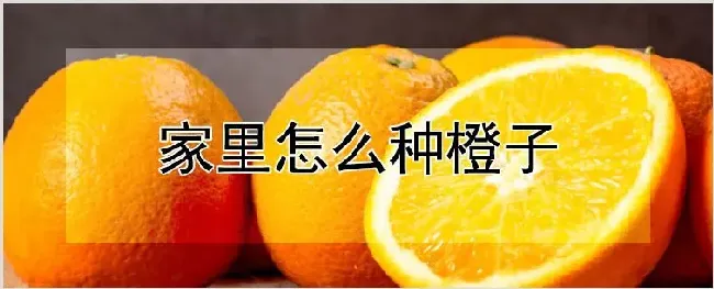 家里怎么种橙子 | 自然知识