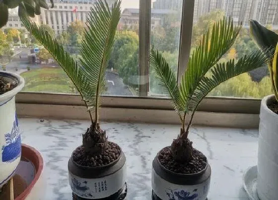 植物百科|铁树属于什么类植物 属于木本类裸子植物