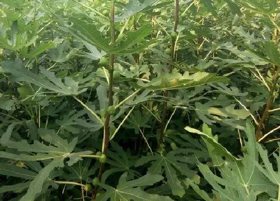 叶子发黄|无花果黄叶是什么原因 叶子发黄是怎么回事