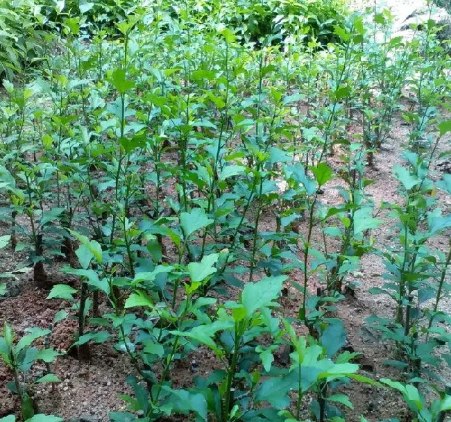 植物百科|木槿一年能长多高 每年能长多少公分