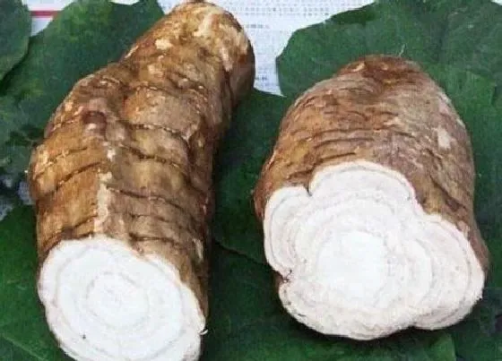 食用须知|葛根是生吃好还是熟吃好