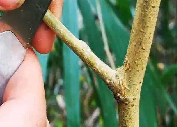 植物发芽|桑树芽接最佳时间和技术方法
