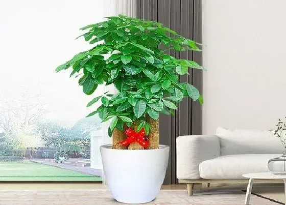 种植土壤|发财树花土配制方法