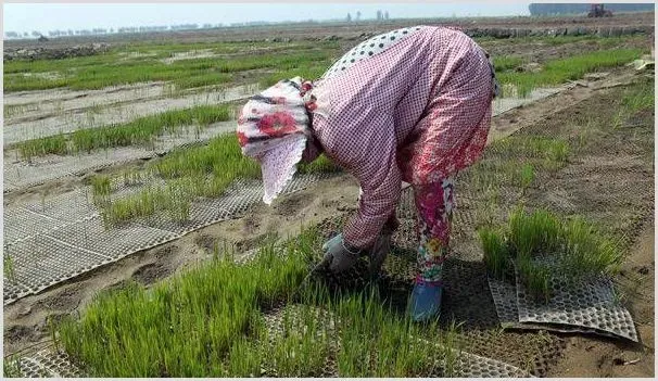 谷雨来临，早稻抢栽，这些水稻种植顺口溜分享给你！ | 种植技术