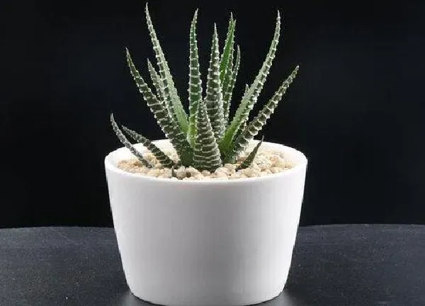 植物移栽|十二卷上盆时间与养护方法