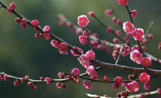 植物寓意|梅花的寓意和象征风水 代表什么意思