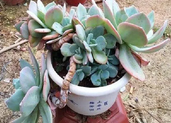 养殖方法|白凤多肉怎么养成老桩造型