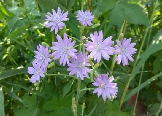 植物百科|紫花苦菜在农村叫什么