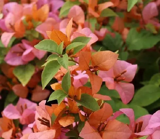 种植管理|三角梅摘心时间 摘心方法及步骤图解