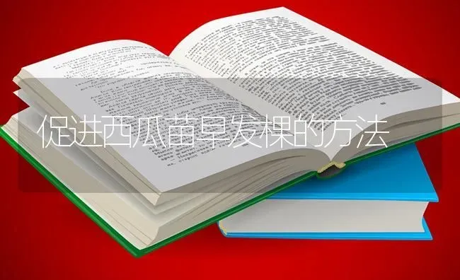促进西瓜苗早发棵的方法 | 瓜果种植
