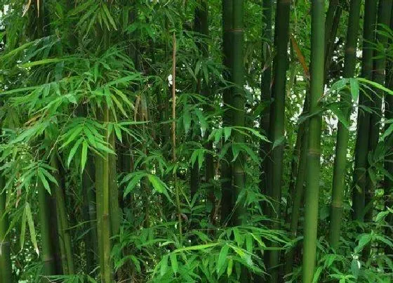 冬天植物|青竹耐寒吗