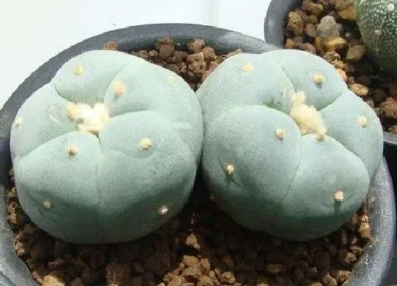 种植土壤|银冠玉配土方法与种植土壤