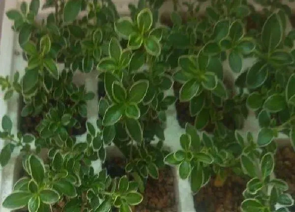 植物扦插|六月雪扦插时间和方法